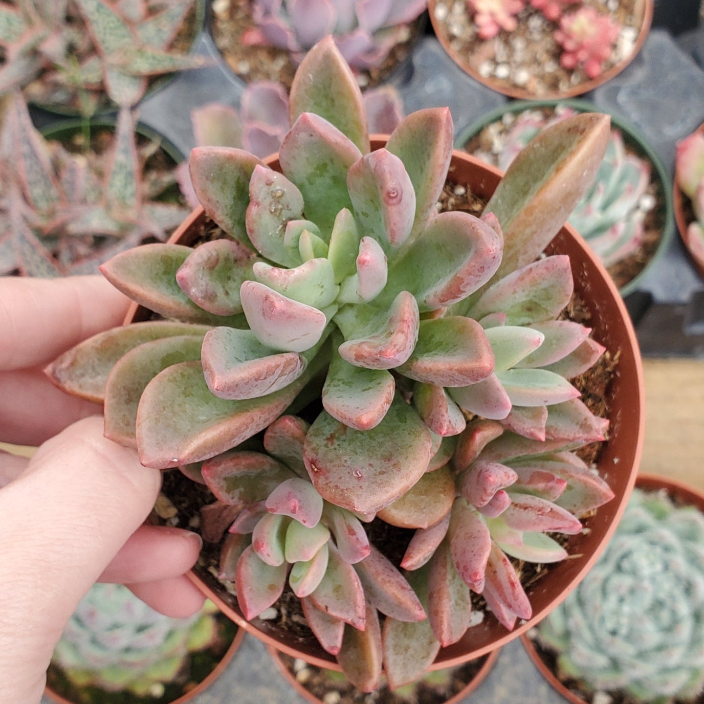 Graptoveria 'Purple Dream'
